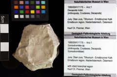 Foto (Objket + Etiketten) von Goniodromites sp. 